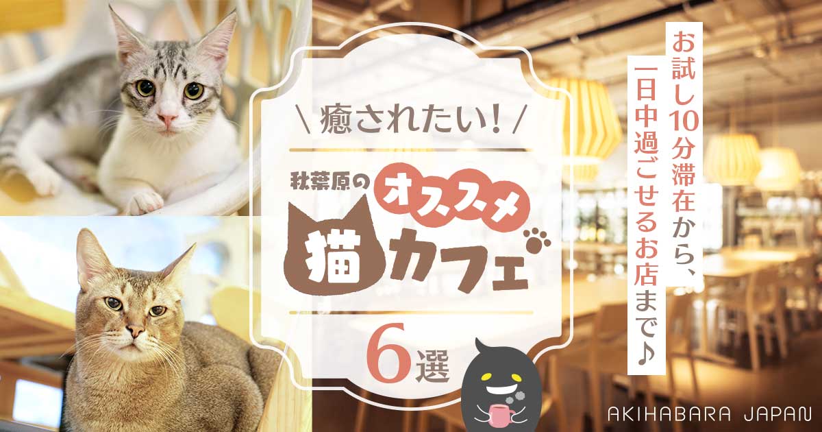 2022年最新】癒されたい！秋葉原のオススメ猫カフェ6選！｜秋葉原 ...